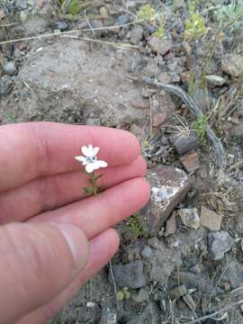 Image de Blepharipappus