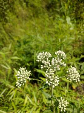 Image of rough boneset