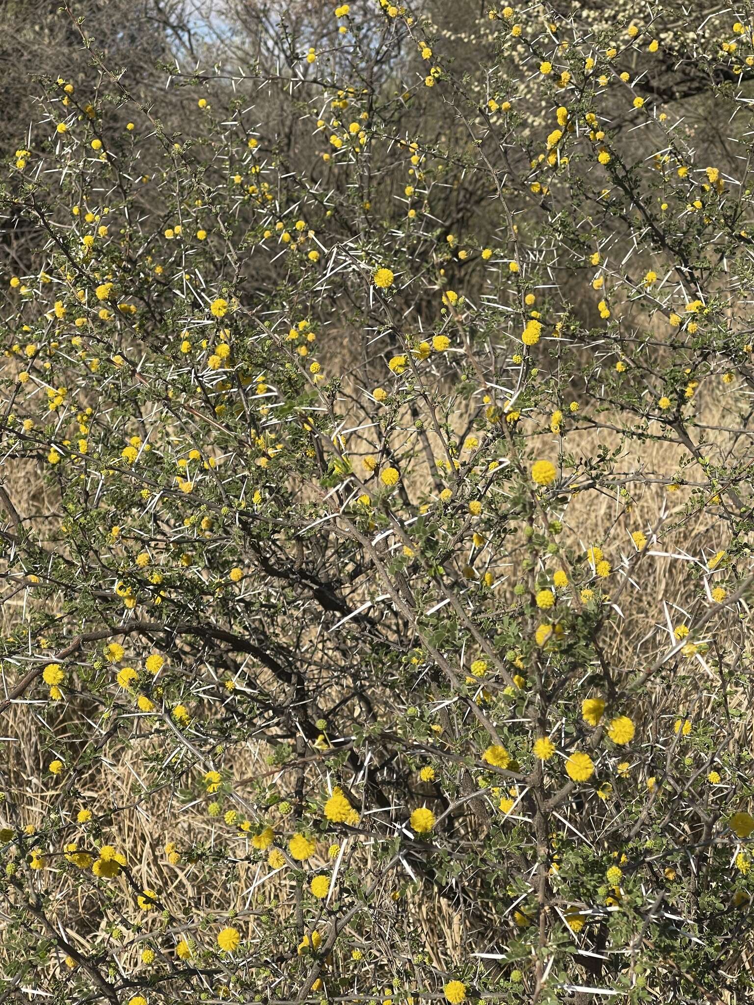 Image de Vachellia nebrownii (Burtt Davy) Seigler & Ebinger