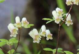 Image of Rhododendron benhallii Craven