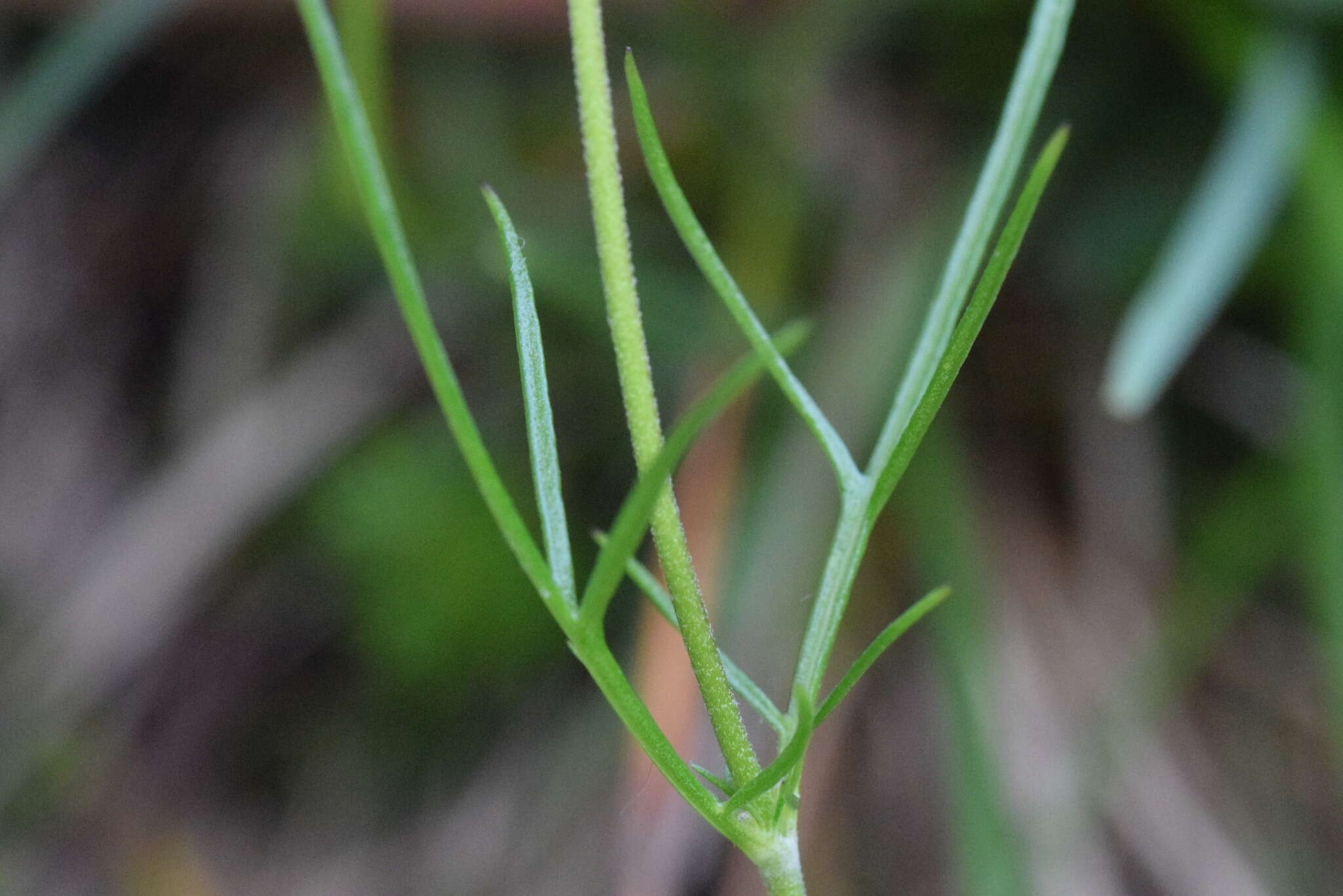 Image of Scabiosa vestina Facc. ex Koch