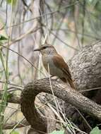 Image of Rufous-tailed Palm Thrush