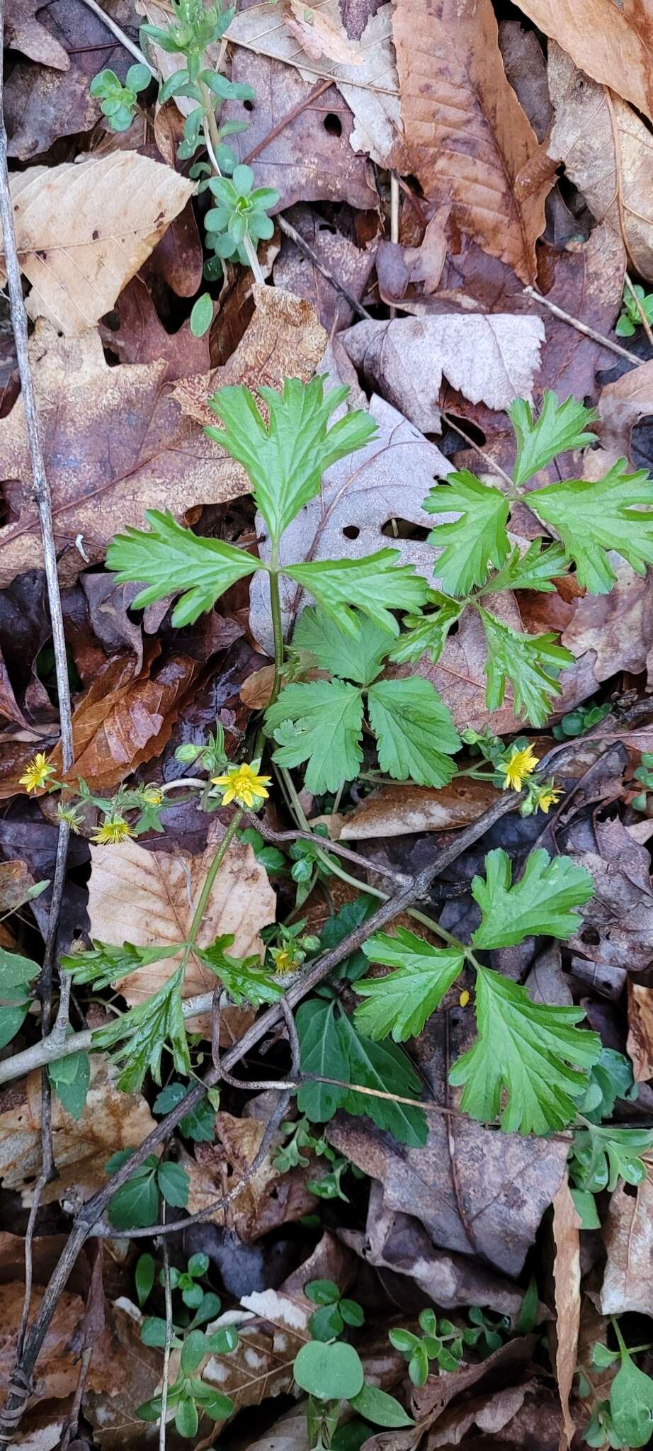 Image of Appalachian barren strawberry