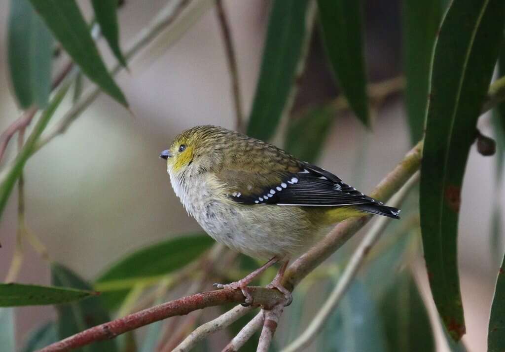 Image of Forty-spotted Pardalote