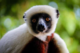 Image of Coquerel's Sifaka