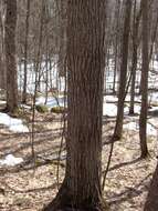 Image of cork elm