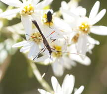 Image of Enchoptera apicalis Saunders 1850