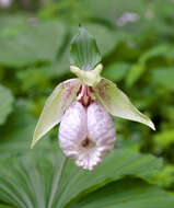 Image of Korean ladyslipper