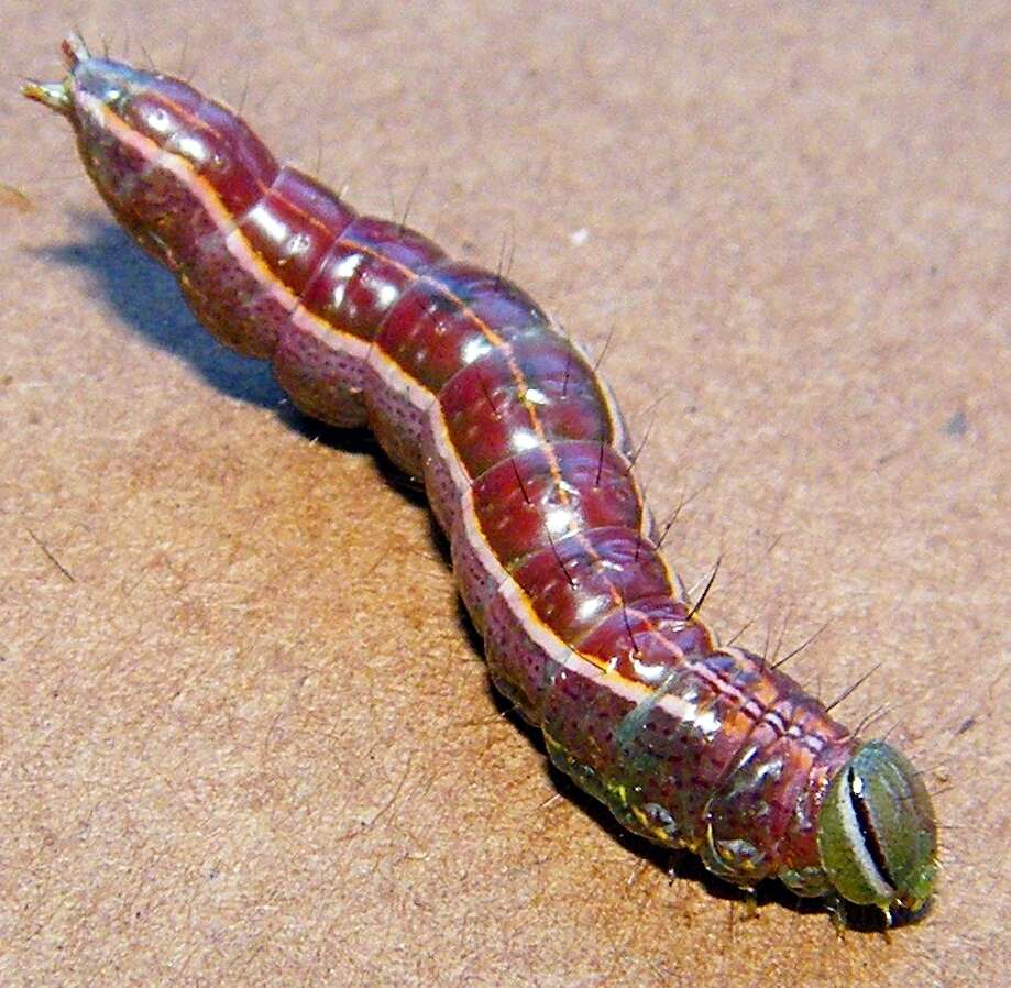 Image of Variable Oakleaf Caterpillar Moth