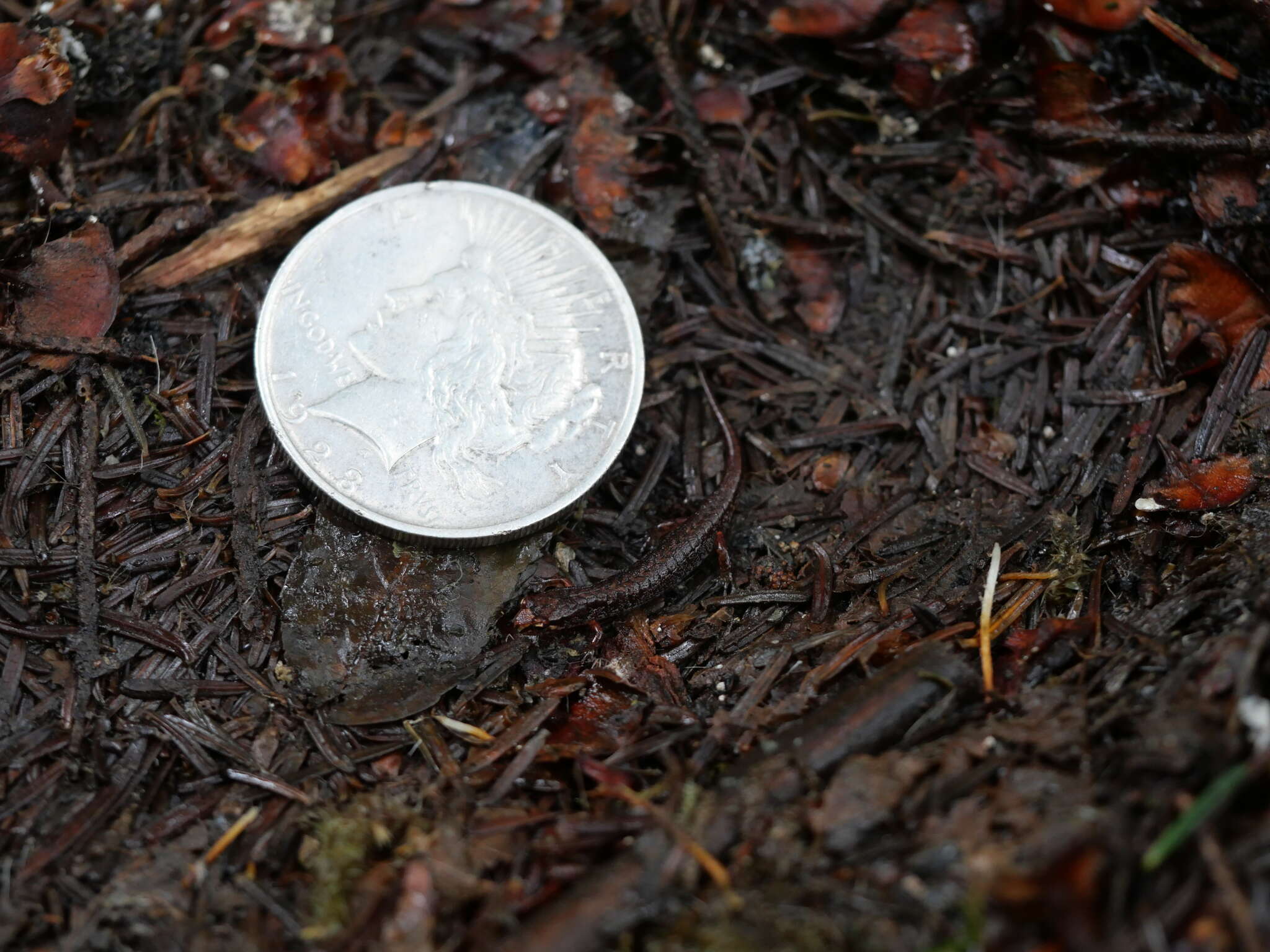 Image of Pygmy Salamander