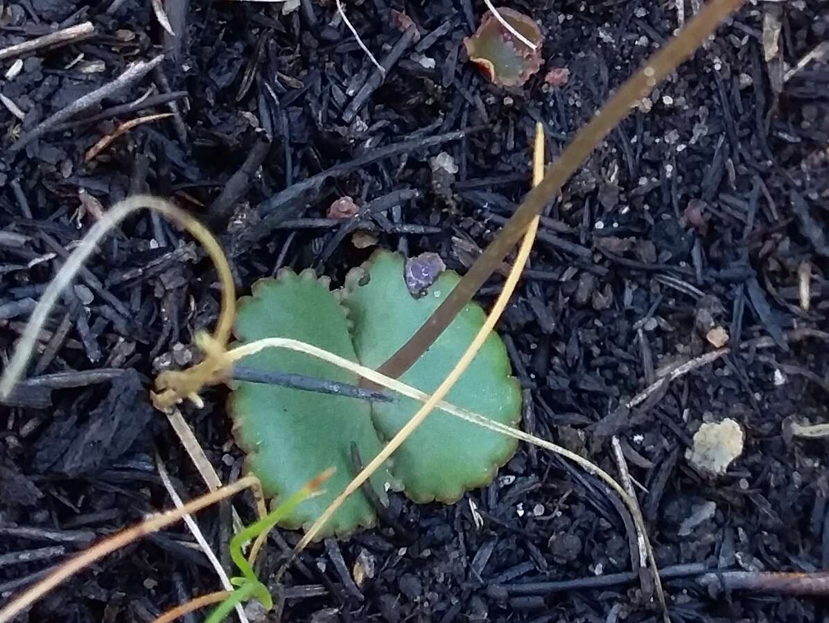 Image of Crassula saxifraga Harv.