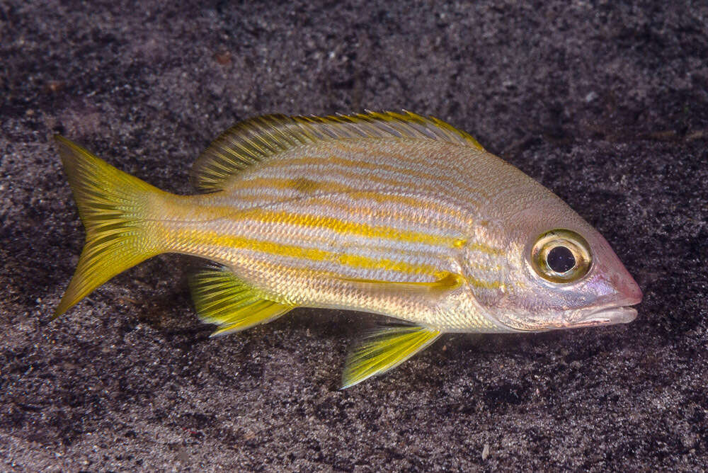 Image of Golden-lined snapper