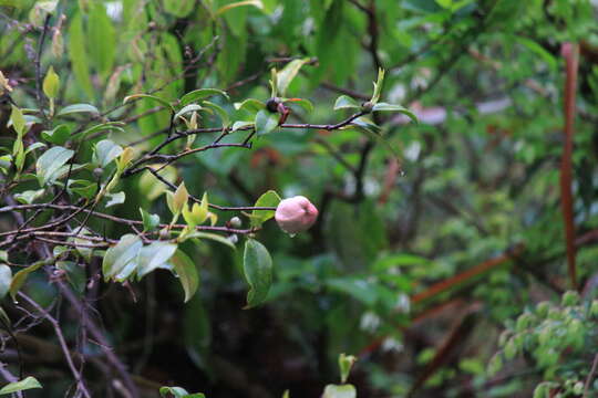 Image of Exobasidium camelliae Shirai 1896