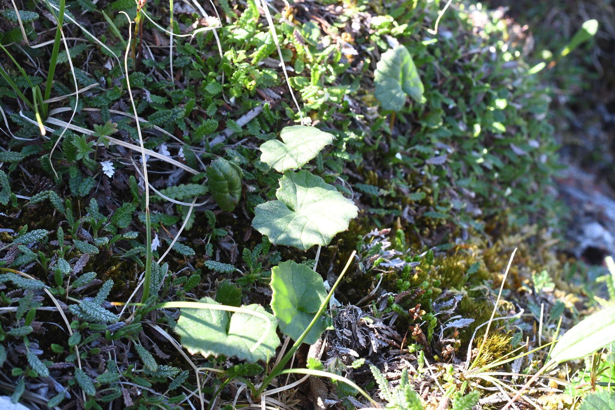 Plancia ëd Endocellion glaciale (Ledeb.) Kuprian.