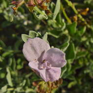 Image of Syncolostemon elliottii (Baker) D. F. Otieno