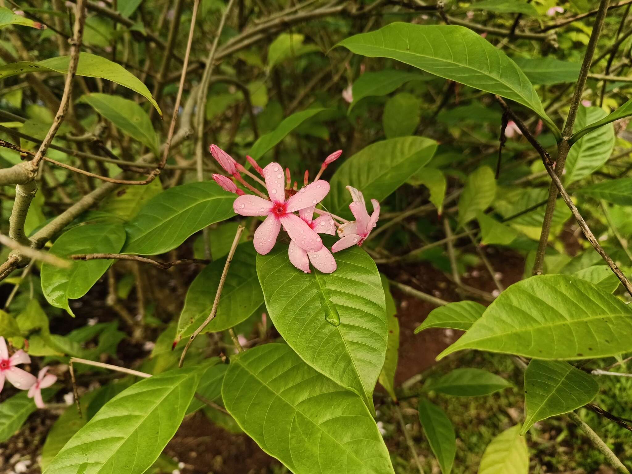 Image of Kopsia fruticosa (Ker-Gawl.) A. DC.