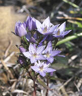 Image of Swertia pseudochinensis Hara