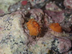 Image of Scarlet-and-gold Star Coral