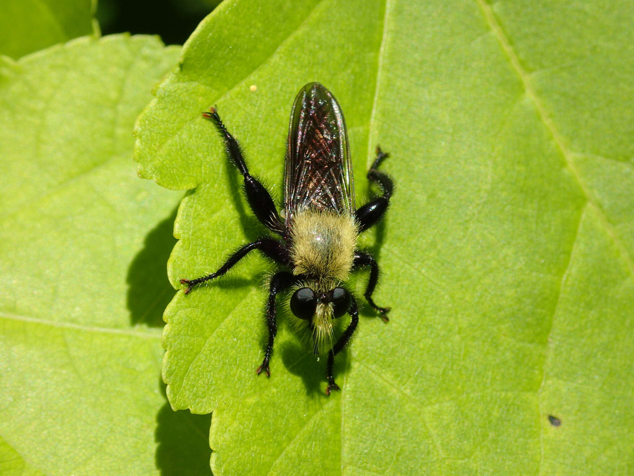 Image of Laphria virginica (Banks 1917)