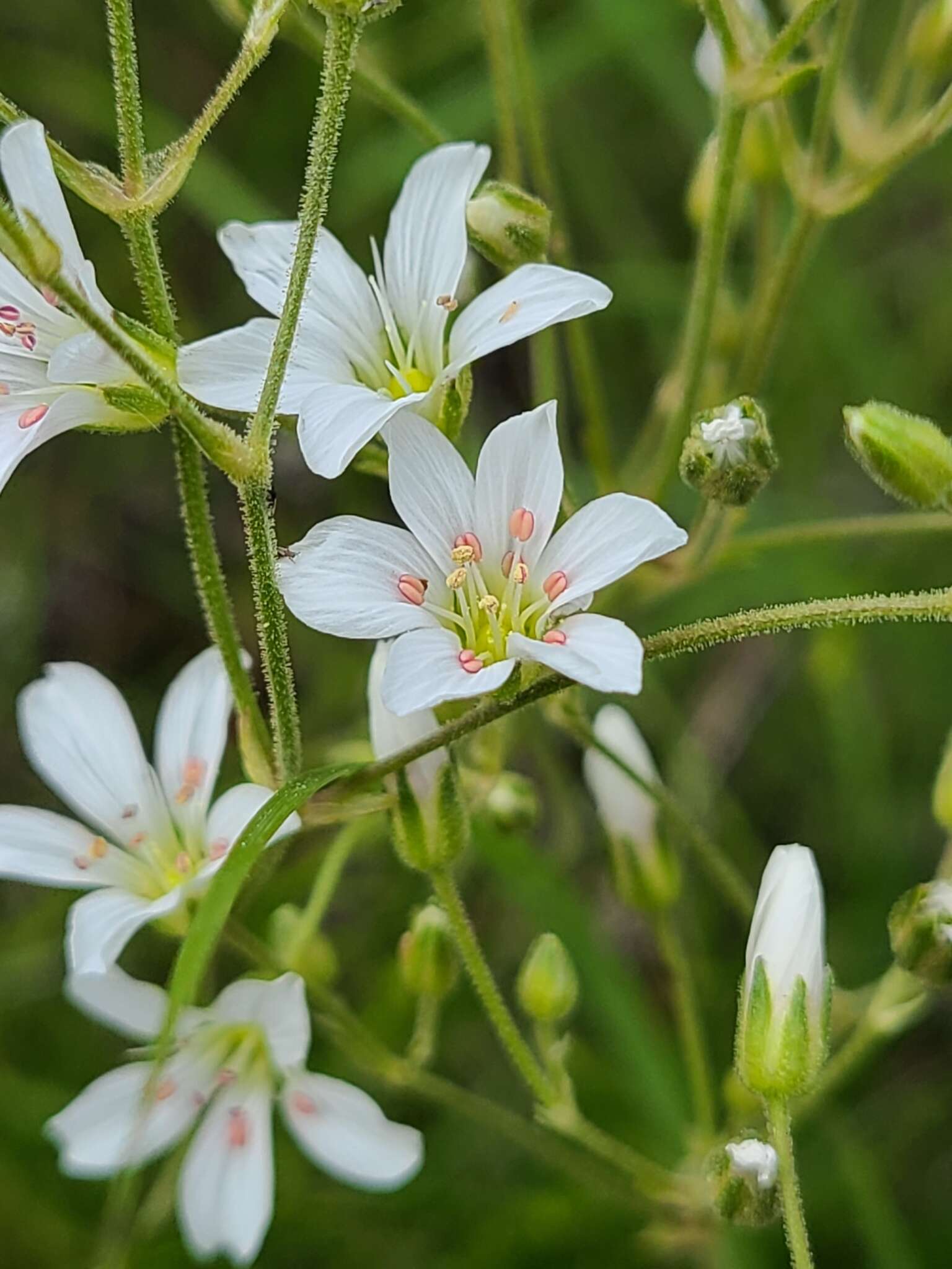 Plancia ëd Eremogone capillaris var. americana (Maguire) R. L. Hartman & Rabeler