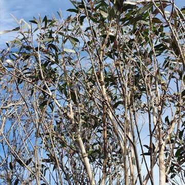 Image of Eucalyptus ligustrina A. Cunn. ex DC.