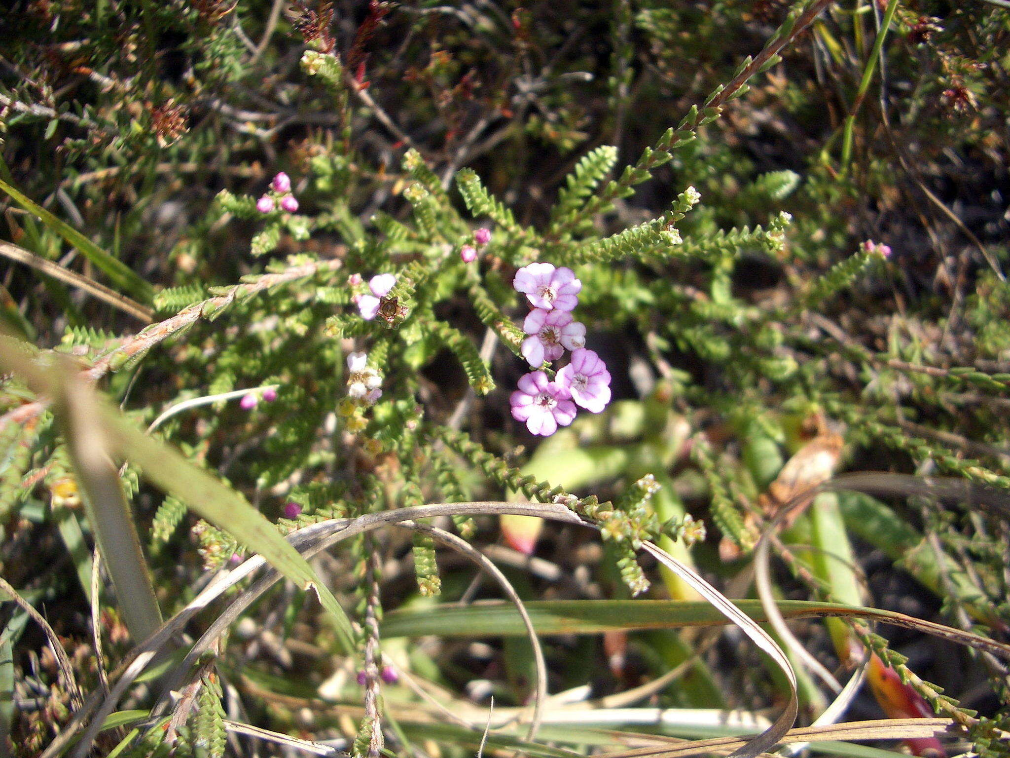 Image of Euchaetis albertiniana I. J. M. Williams