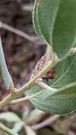 Imagem de Arctostaphylos glandulosa subsp. mollis (J. E. Adams) P. V. Wells