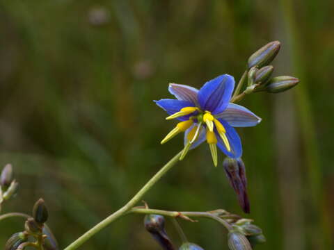 Image of Dianella longifolia var. grandis R. J. F. Hend.