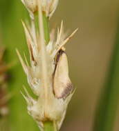 Image of Edosa ochranthes (Meyrick 1893)