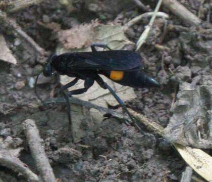 صورة Psorthaspis brimleyi (Malloch 1928)