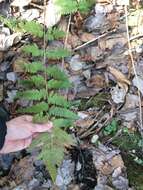 Sivun Dryopteris boottii (Tuckerm.) Underw. kuva