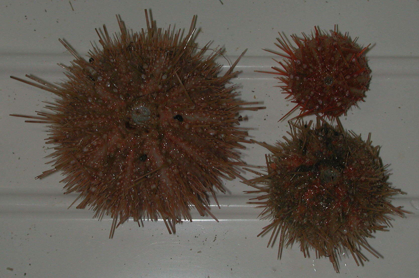 Image of elegant sea urchin