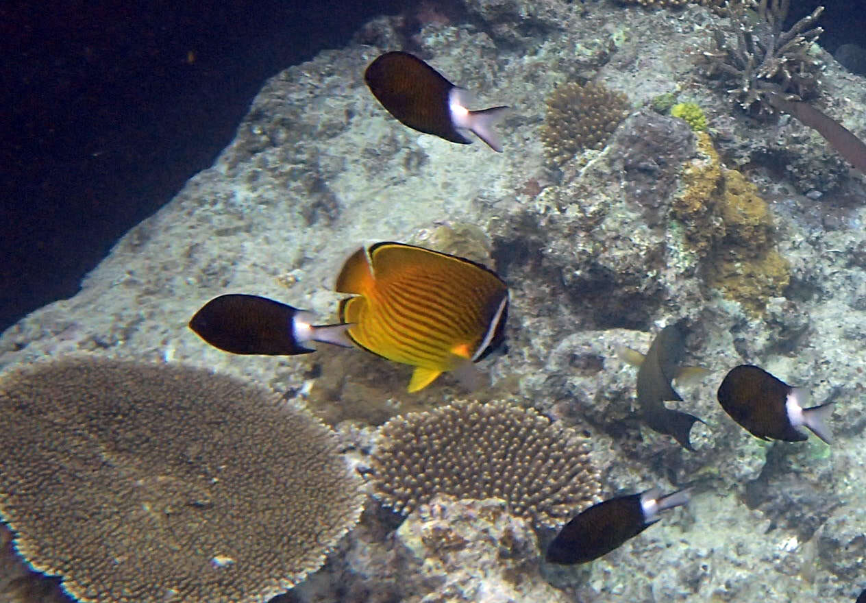 Image of Golden Butterflyfish