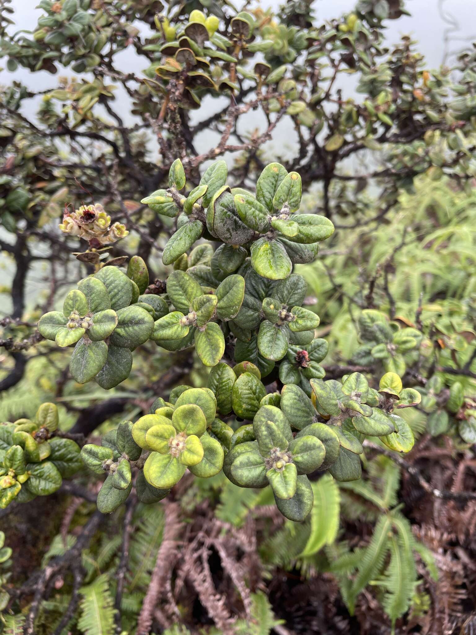 Image of Lehua Papa