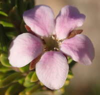 Image of Acmadenia rupicola I. Williams