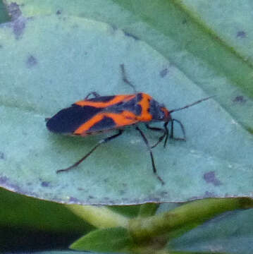 Image of False Milkweed Bug