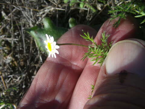 Image of Goose daisy