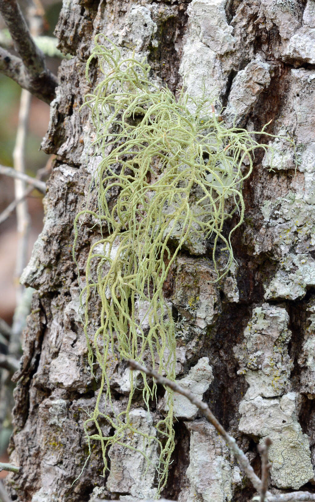 Image of Bloody beard lichen;   Beard lichen