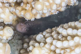 Image of Coral croucher