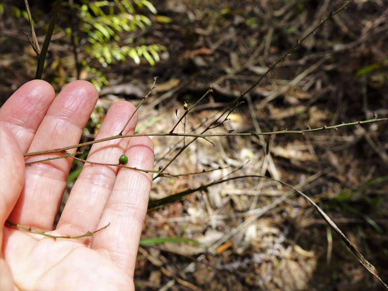 Image of Cordyline pumilio Hook. fil.