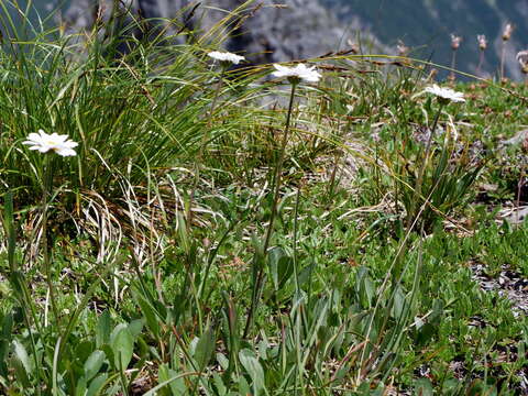 Image of Leucanthemum adustum (Koch) Gremli