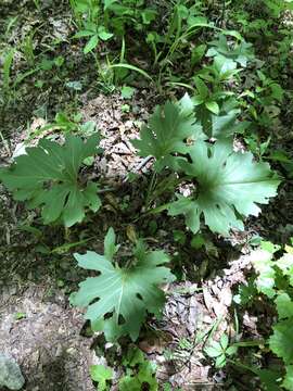 Image of kidneyleaf rosinweed