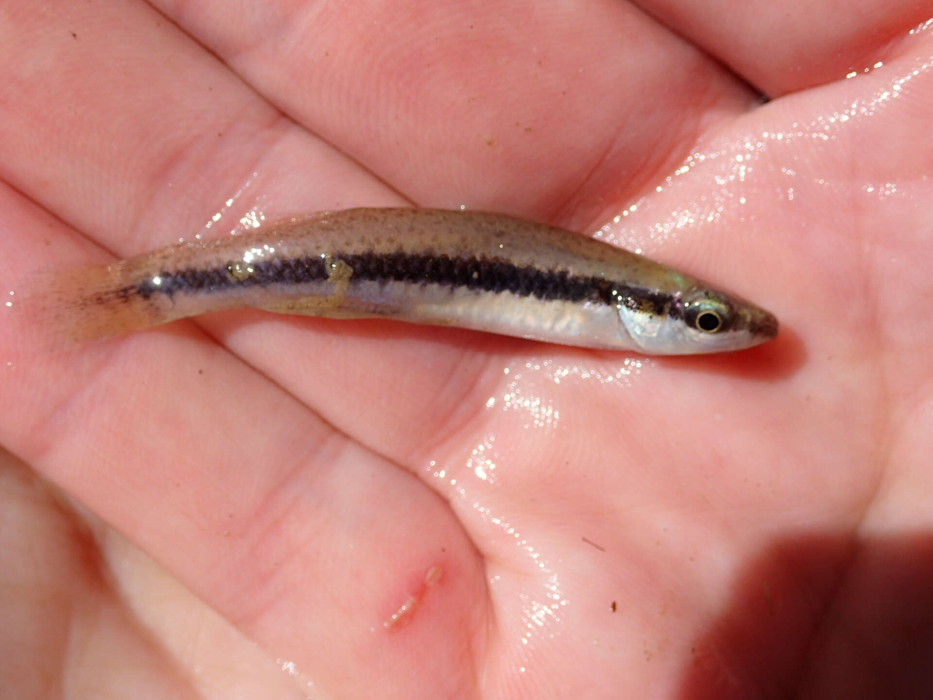 Image of Blackstripe Topminnow