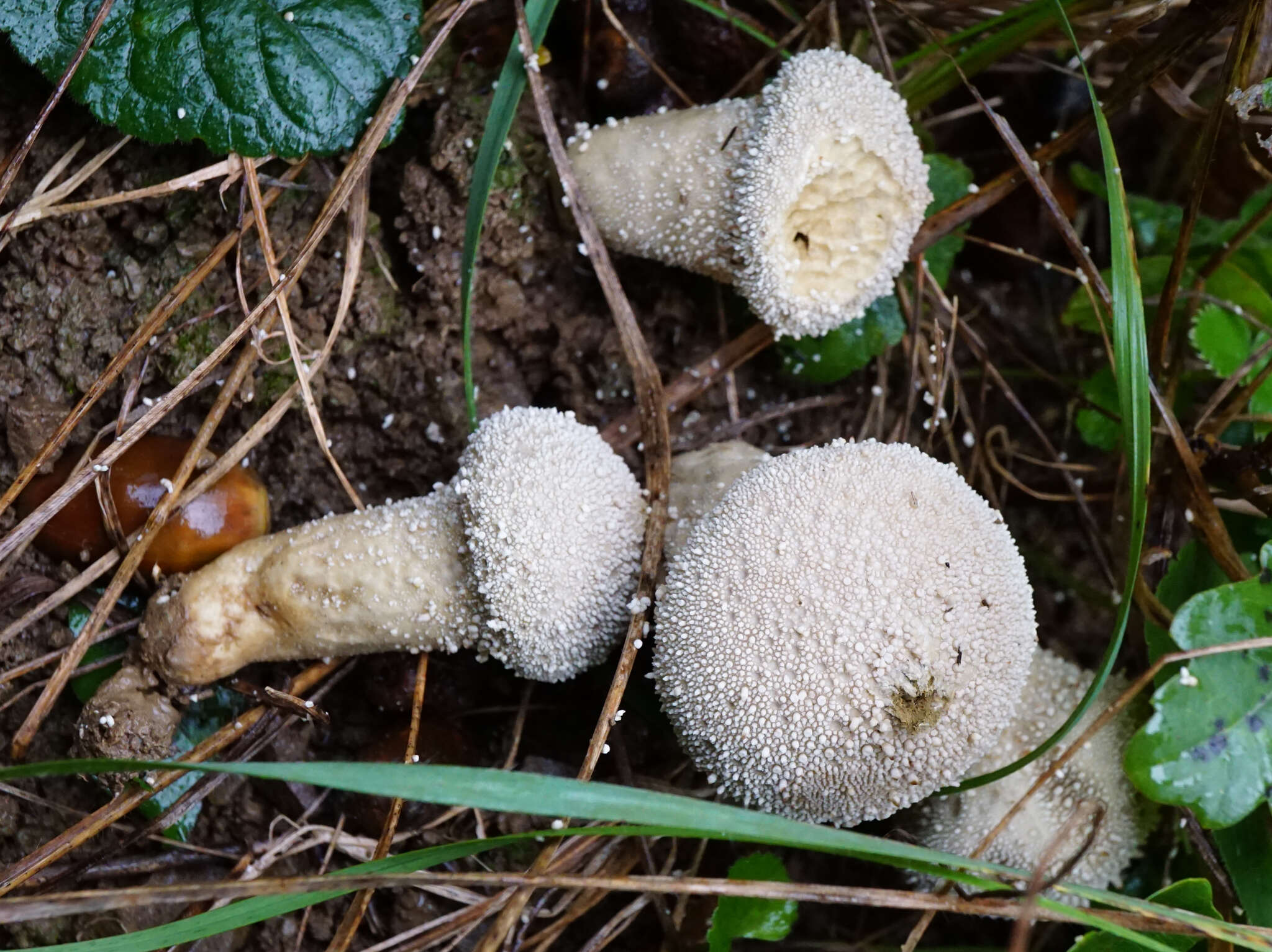 Imagem de Lycoperdon perlatum subsp. perlatum