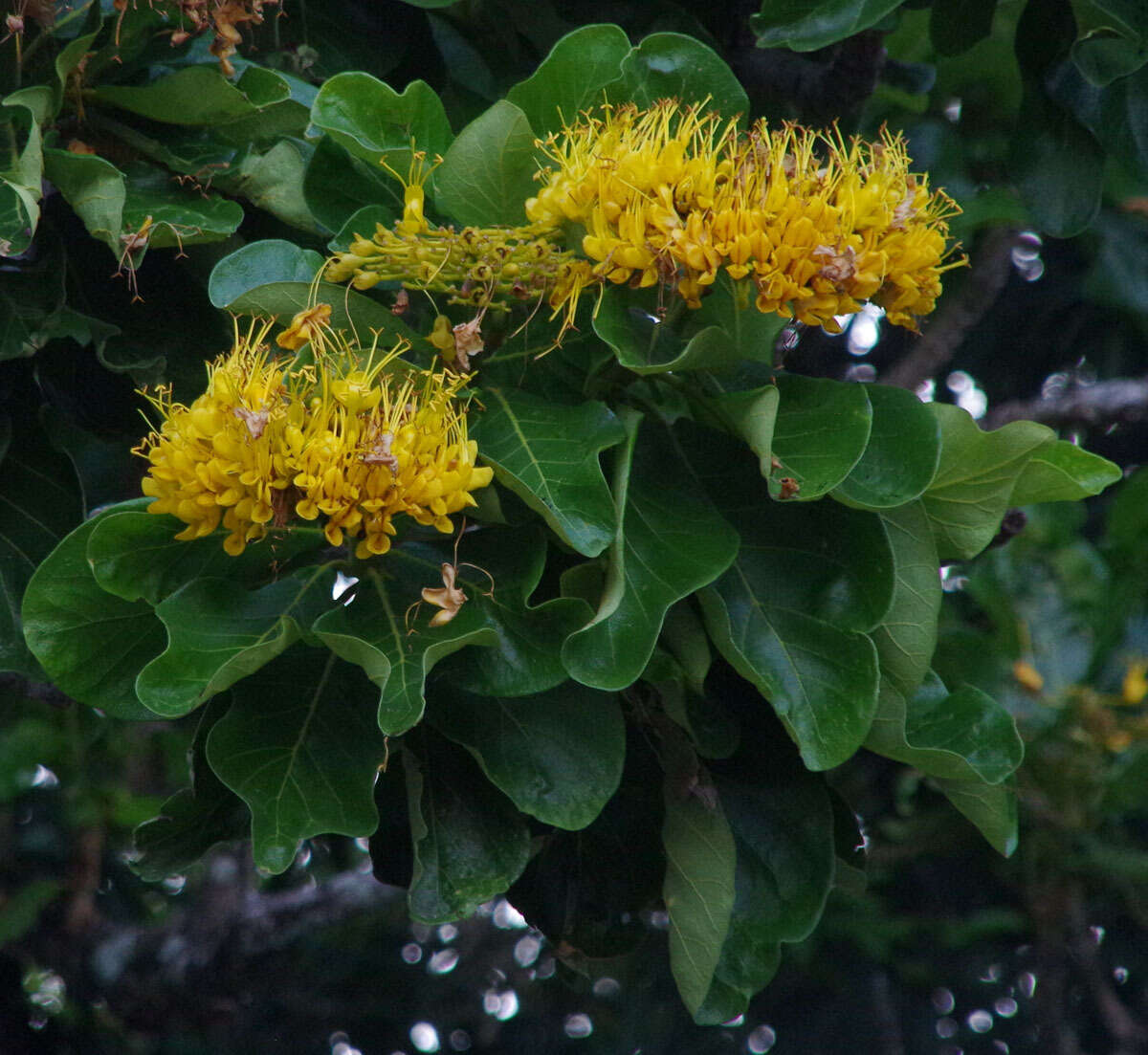 Image de Deplanchea tetraphylla (R. Br.) F. Muell. ex van Steenis