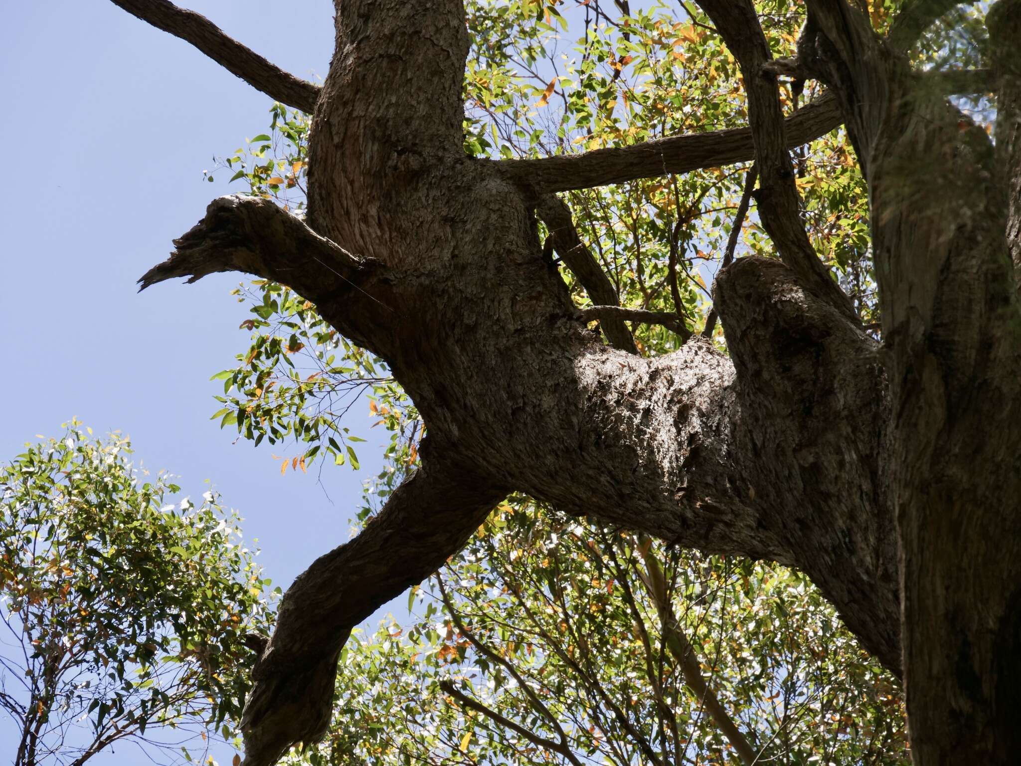 Слика од Eucalyptus brevistylis Brooker