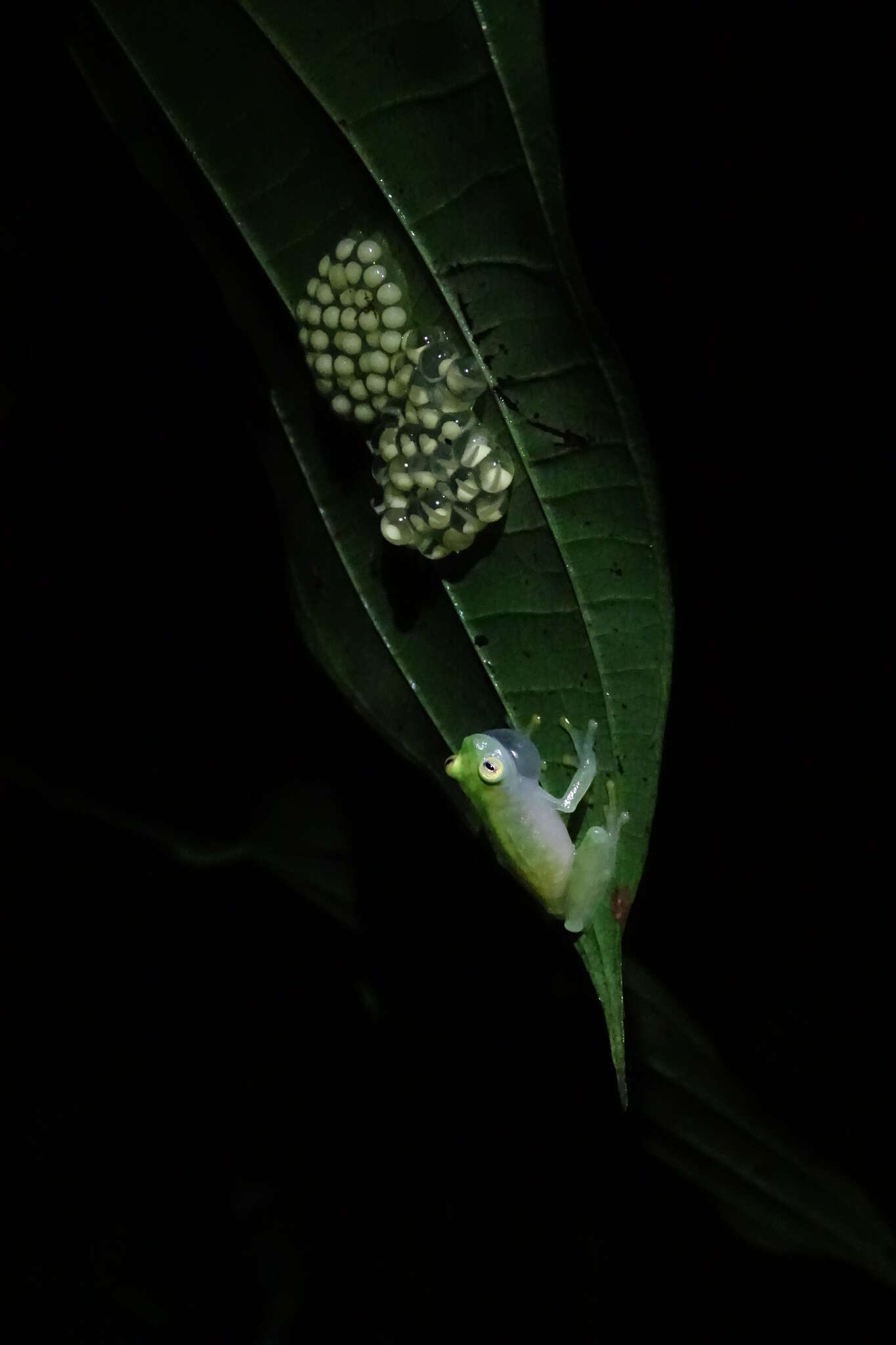 Image of La Palma Glass Frog