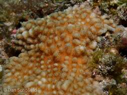 Image of Spine coral