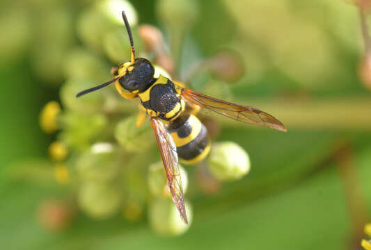 Image of Ancistrocerus renimacula Lepeletier 1841