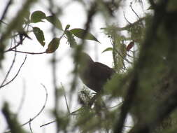 Image of Ruddy Pigeon